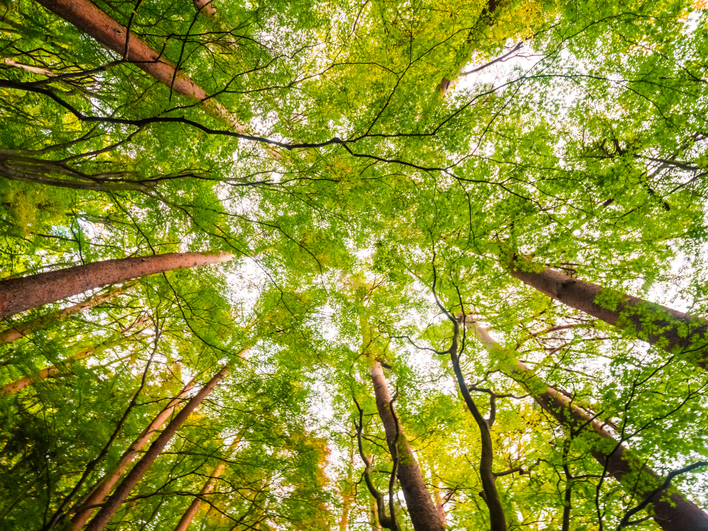 A Importância da Exploração Florestal Sustentável